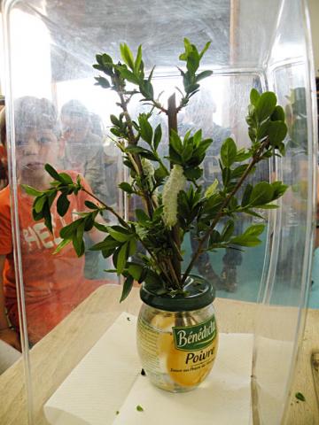 notre élevage de chenilles ricini